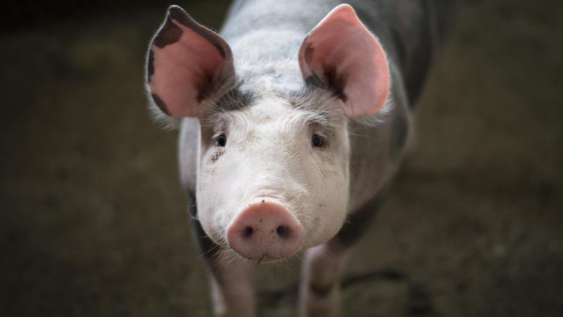 Le secteur porcin de l’UE est également vulnérable en raison de sa dépendance  à certains marchés, en particulier la Chine qui absorbe plus de la moitié  des exportations de viande de porc de l’Union européenne.