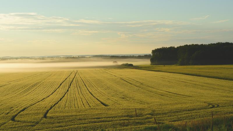 L’agriculture bas-carbone pourrait inciter à l’achat de terres pour mettre en œuvre des pratiques d’agriculture carbone  et bénéficier des revenus des crédits carbone, faisant ainsi grimper les prix des terres agricoles...