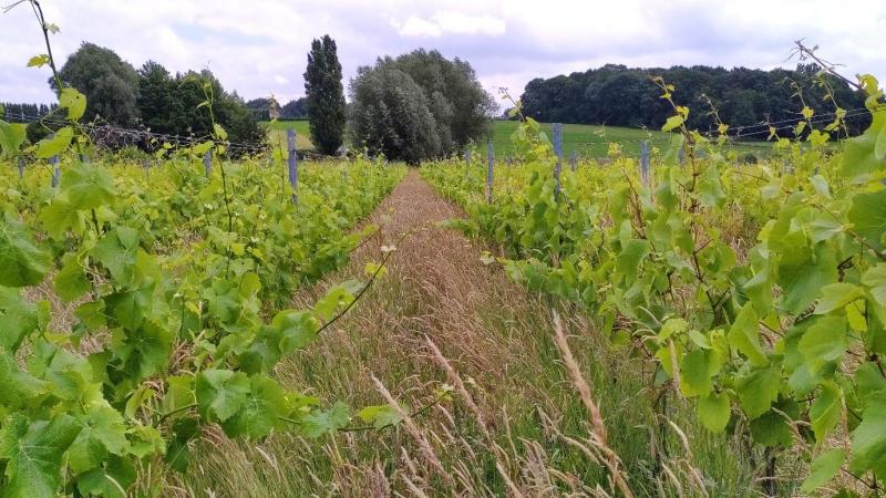 Couverts végétaux, mesures de lutte prophylactiques, techniques de gestion durables contre le gel, vitiforesterie... feront l’objet  d’expérimentations de terrain afin de pouvoir guider chacun vers les pratiques les plus adaptées à sa propre situation.