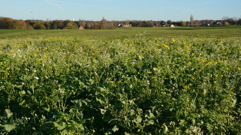 Pour ceux qui ne sont pas encore intervenus sur leurs terres soumises à l’éco-régime  et doivent encore envisager la destruction des couverts, les options sont multiples.