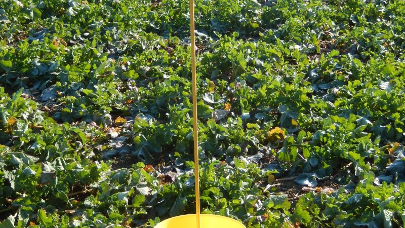 Des pièges sont disponibles sur demande au CePiCOP.