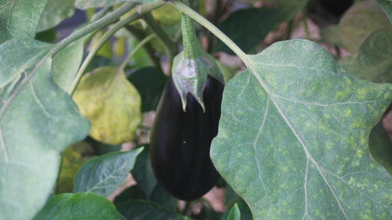 Nous récoltons quand les fruits ont une coloration typique  de la variété, uniforme et brillante.