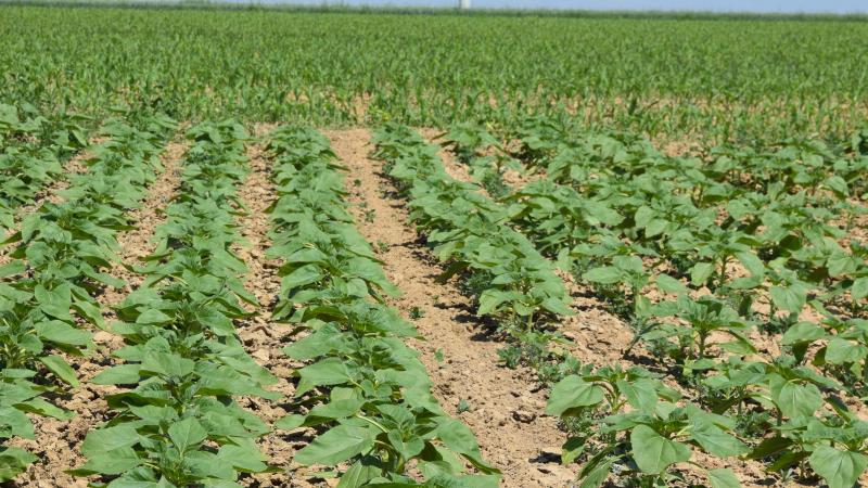 Le S-métolachlore est principalement utilisé comme herbicide sur le maïs et le tournesol.
