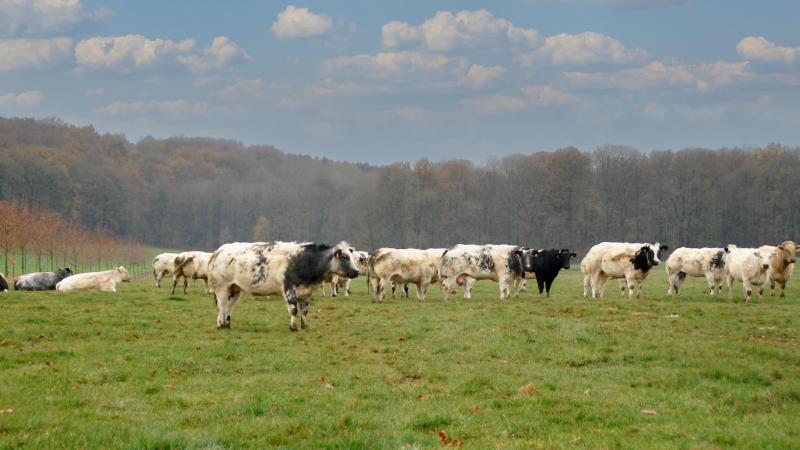 vache130 copie