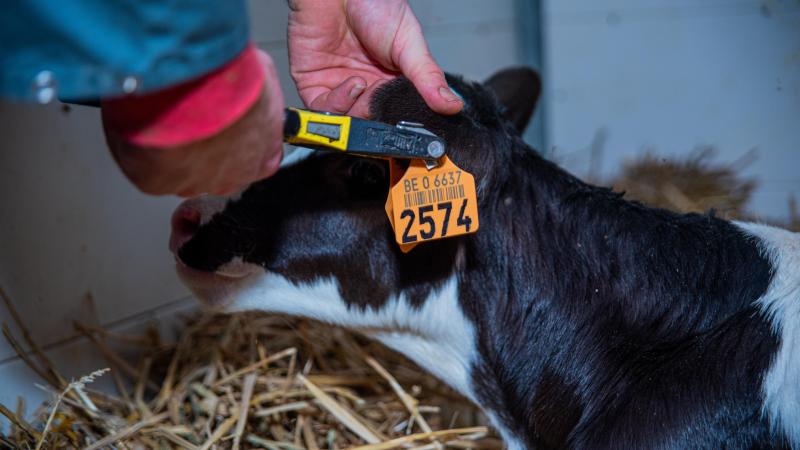 Pour les éleveurs, il n’y a pas de travail supplémentaire : ils peuvent profiter  de la prise de cartilage réalisée au moment du bouclage du veau  et doivent uniquement remplir un formulaire.