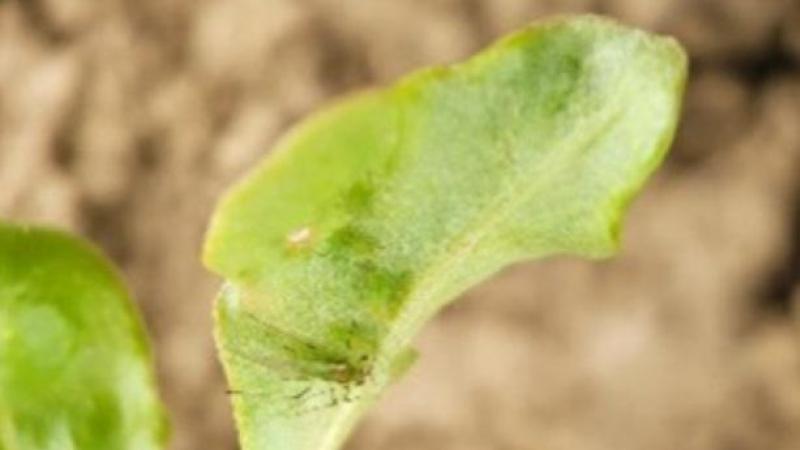 La lutte contre les pucerons contribue à éviter la propagation de la jaunisse.