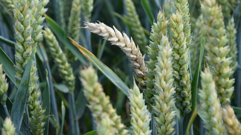 La gestion phytosanitaire des froments peut difficilement se baser sur des conseils généraux seuls. L’agriculteur devra toujours utiliser ceux-ci en fonction des conditions phytotechniques de sa parcelle ainsi que de ses propres évaluations sanitaires.