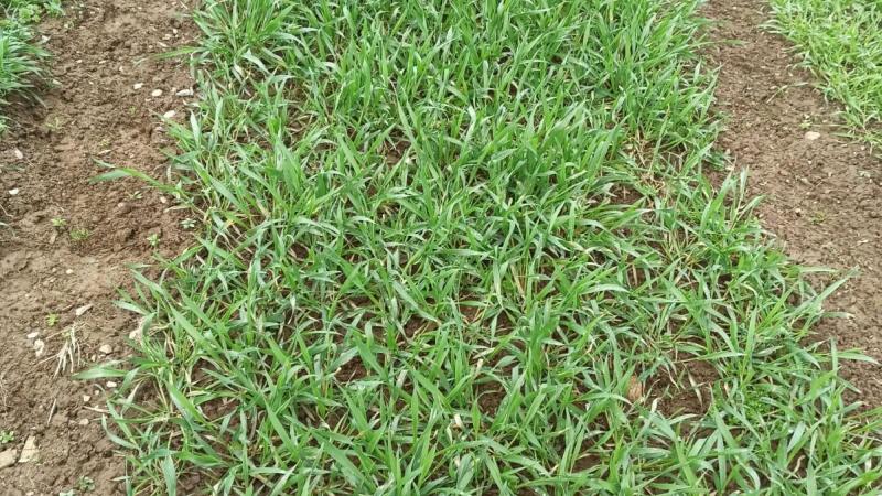 Parcelle de triticale au stade redressement (BBCH 30).Cra-w