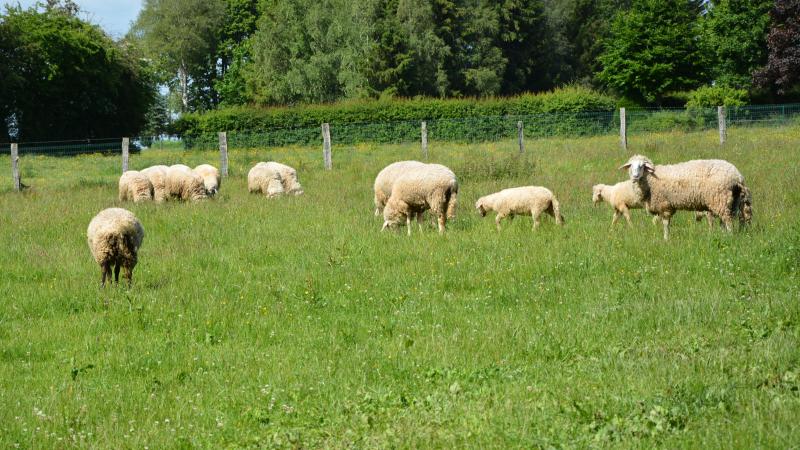 Les prairies candidates seront analysées selon divers critères,  dont le type de valorisation réalisé et la biodiversité (faune et flore).