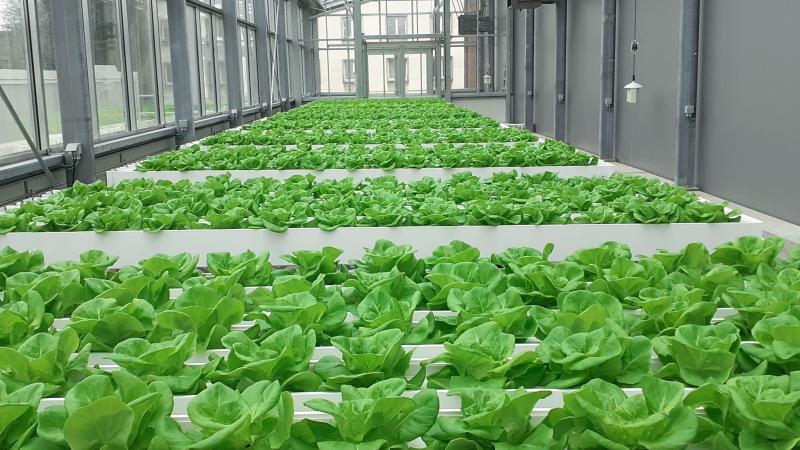 Tomates, laitues et plants de radis poussent désormais à l’orée des parkings, sur les toits  et dans des conteneurs à température ambiante.