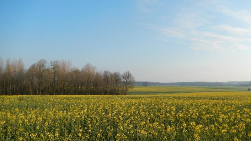 Pour les variétés en début de floraison, la présence de méligèthes ne représente plus de danger.