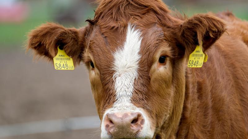 Il est scientifiquement prouvé,  note l’Efsa, que les veaux qui n’ont qu’un contact limité avec leur mère souffrent fréquemment d’un stress d’isolement  et d’une incapacité à téter.
