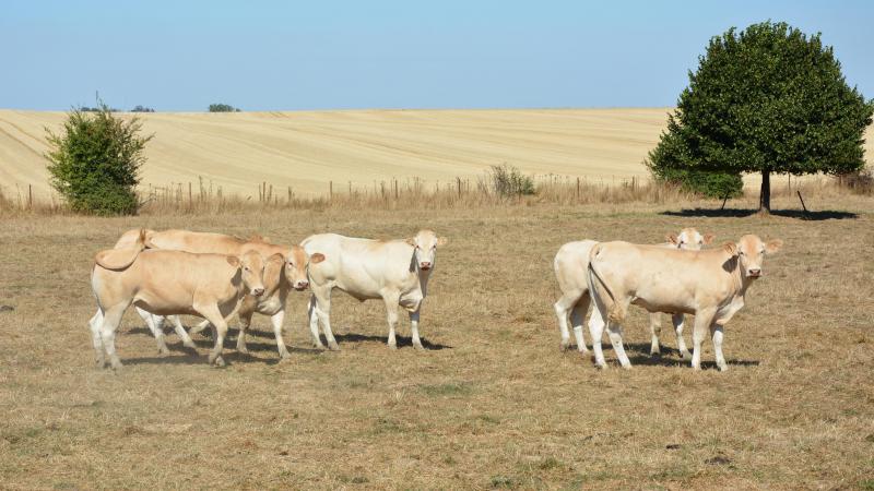 Les demandes devront être effectuées via l’application « Dégâts agricoles »,  dans Pac-on-Web, entre le 8 mai et le 30 juin.