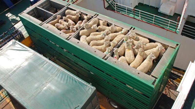 La Cour des comptes suggère d’«attribuer une valeur monétaire à la souffrance animale pendant le transport et de l’intégrer dans le coût du transport et le prix de la viande».
