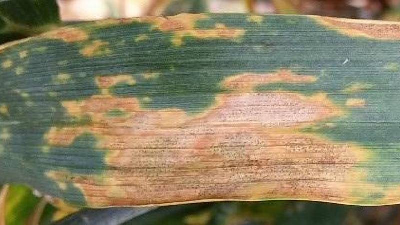 La pression en spetoriose est variable d’un site à l’autre et d’une variété à l’autre mais elle reste non négligeable dans une majorité de cas.