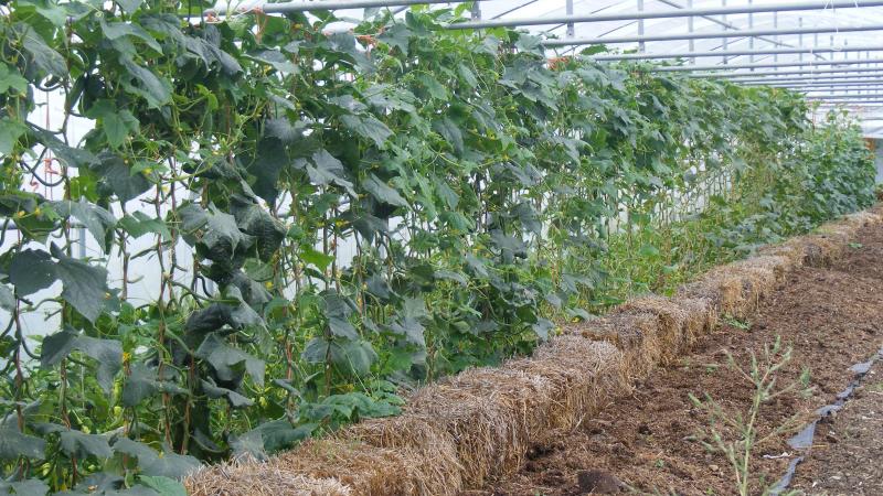 Les apports de paille interviennent aussi sur le bilan en matières organiques de la ferme.