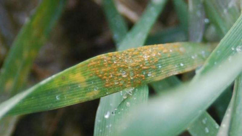 La rouille jaune s’est repiquée sur les derniers étages foliaires  des variétés très sensibles.