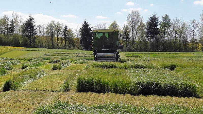 Récolte à l’Haldrup de parcelles de ray-grass italiens testés en régime de fauche sur le site de Michamps entre 2016 et 2018.