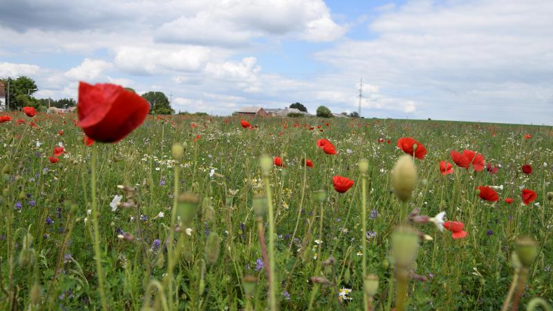 Jusqu’à aujourd’hui, la loi fédérale sur le bail à ferme est encore d’application en Flandre.