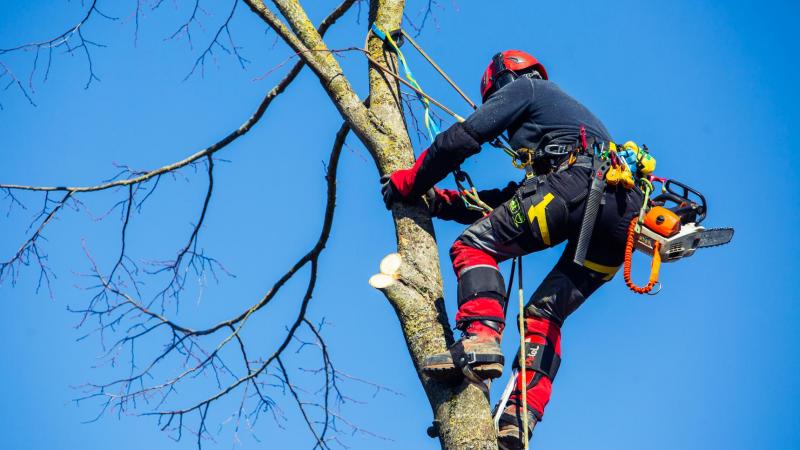 Parmi les 64 participants, 2 sont des élèves de 7ème professionnelle  « Arboriste Grimpeur Élagueur » de l’Ipes Ath.
