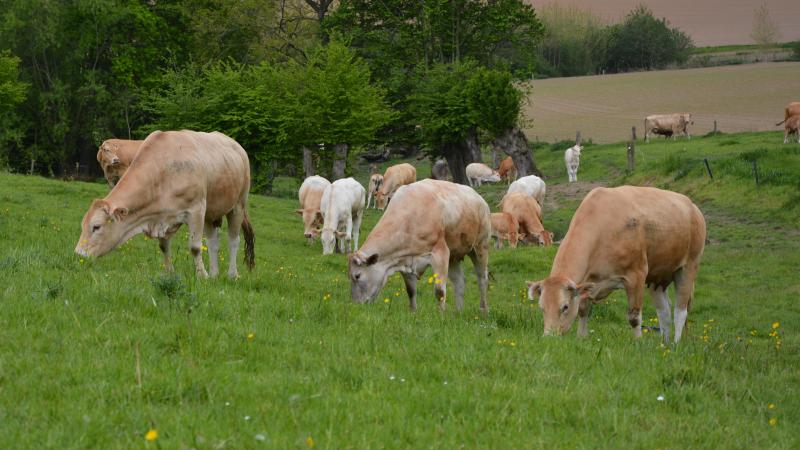 Le nombre de vaches allaitantes a progressé de 4 % en 2022, par rapport à 2021. « Les prix payés aux producteurs,  meilleurs en 2022 que les années précédentes, expliquent cette situation », éclaire Biowallonie.