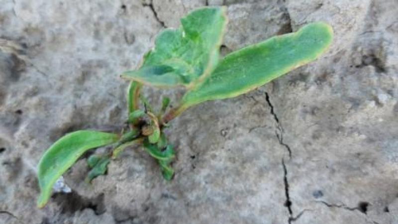 La piqûre par la punaise verte  entraîne une croissance désordonnée  des petites feuilles.