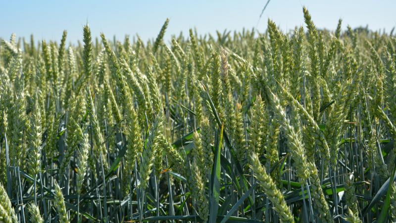 Selon la Fao la production céréalière mondiale devrait croître de 1 % en 2023,  pour atteindre 2.813 millions de tonnes.