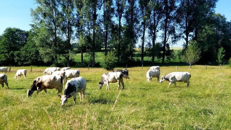 D’ici au 31 décembre 2023, il appartient aux Juges de Paix d’appliquer aux baux écrits antérieurs au 1 er  janvier 2020 le régime des baux oraux antérieurs au 1 er  janvier 2020.  Autrement dit, les baux écrits anciens, même plus vieux de 4 périodes au 1 er  janvier 2020, sont encore vivants jusqu’au 31 décembre 2023.