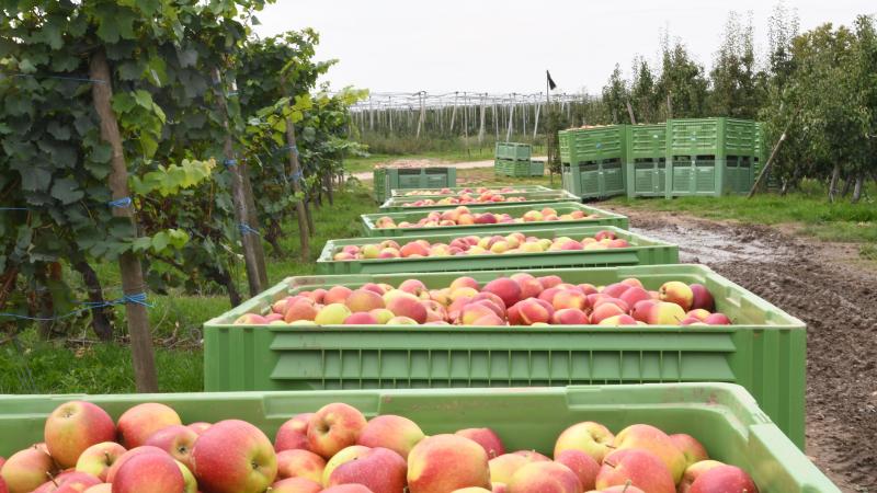 La Belgique a réclamé à de nombreuses reprises une aide  pour ses producteurs de pommes et de poires.