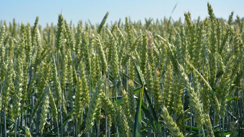 A l’heure actuelle, seuls 9 % de la production céréalière  sont dédiés à l’alimentation humaine.