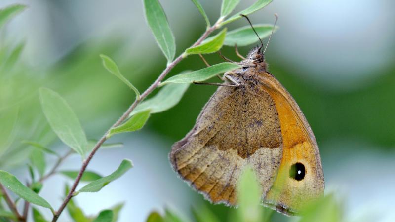 Un myrtil au jardin.