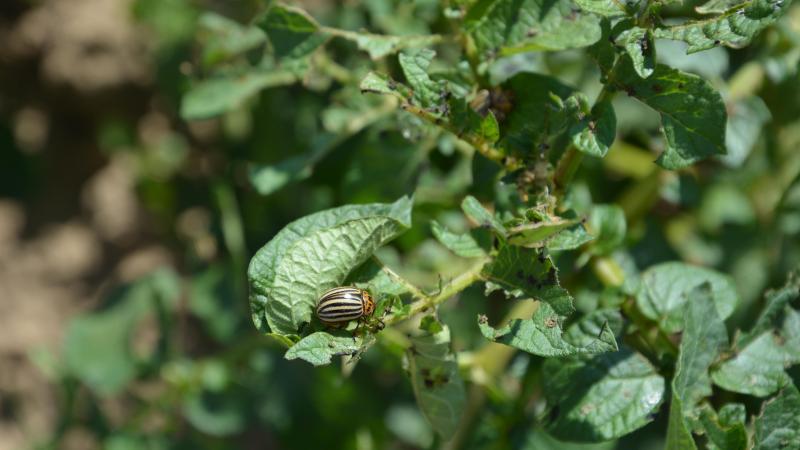 Si la culture se développe lentement et que plusieurs adultes par plante sont observés menaçant le feuillage, un traitement ciblant les adultes doit être appliqué sur la zone touchée pour éviter leur reproduction.