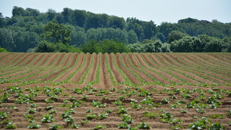 Les éventuels problèmes de germination peuvent résulter d’une moins bonne qualité  des plants mais aussi des aléas climatiques de ce printemps.