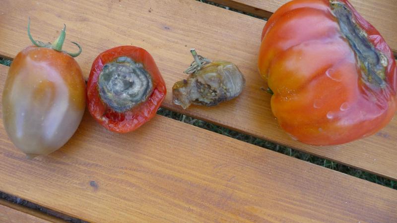 La nécrose apicale est liée à un manque de calcium dans les cellules du fruit.  L