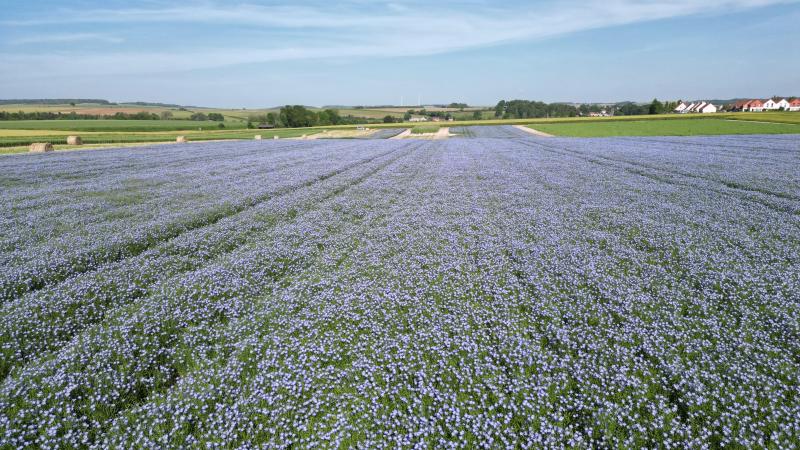 Anthocya convient à des utilisations alimentaires comme à l’industrie de l’alimentation animale.