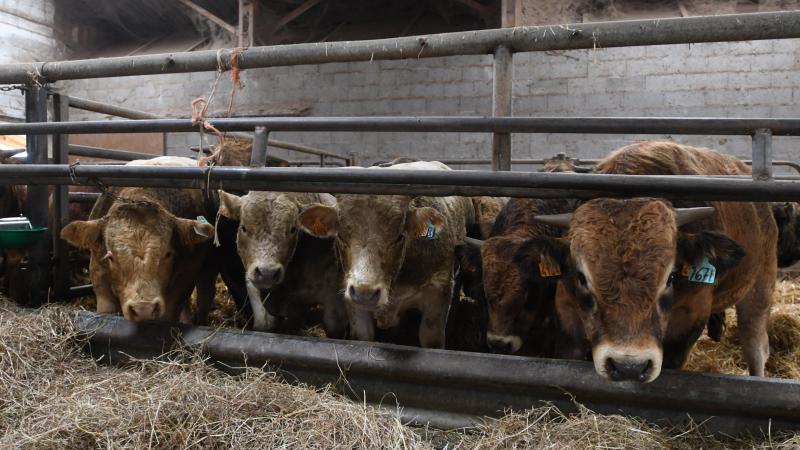 Si la production de viande bovine est annoncée en hausse au Brésil, au Mexique, en Australie, et dans la plupart des pays d’Asie,  les USA seront en retrait, de même que le Canada et l’Union européenne.