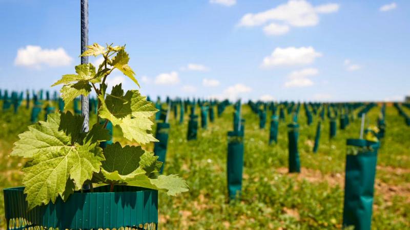 Si 4 ha ont été plantés, 5 autres devraient suivre et faire du vignoblede Colruyt group l’un des plus grands chez nous.