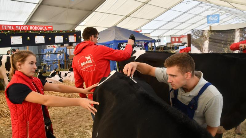 Pour cette 21 ème  édition, l’école des jeunes éleveurs, habituellement dédiée à la Holstein, s’ouvre aux amateurs de BBB. Seize jeunes venus  de toute la Wallonie ont répondu à l’appel du Herbook soucieux de relancer cette formation disparue il y a une dizaine d’années.
