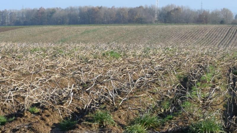En cas de perte considérable des volumes encore au champ, la production belge 2023 restera dans la ligne des années précédentes.