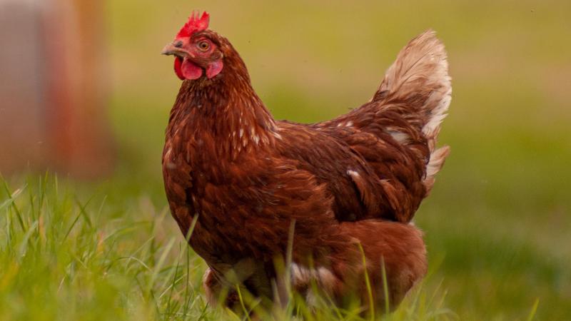 La grippe aviaire de type H5 a été détectée dans quatre endroits en Belgique cet hiver.