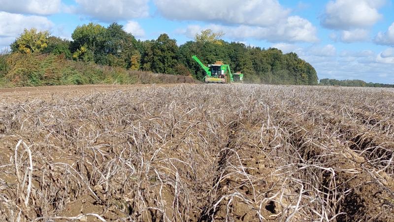 En Belgique, malgré les pertes dramatiques subies par de nombreux agriculteurs,  la production globale est en hausse de 18 % grâce à une augmentation de 7,9 %  de la superficie et à un meilleur rendement moyen par ha.