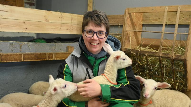 Stéphanie Parent met un collier aux agneaux avec le nom de la mère et  le numéro de leur future boucle.