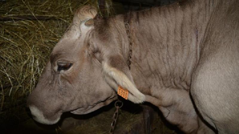 La besnoitiose en phase aigüe : œdème de la tête et du cou (photo 1).
