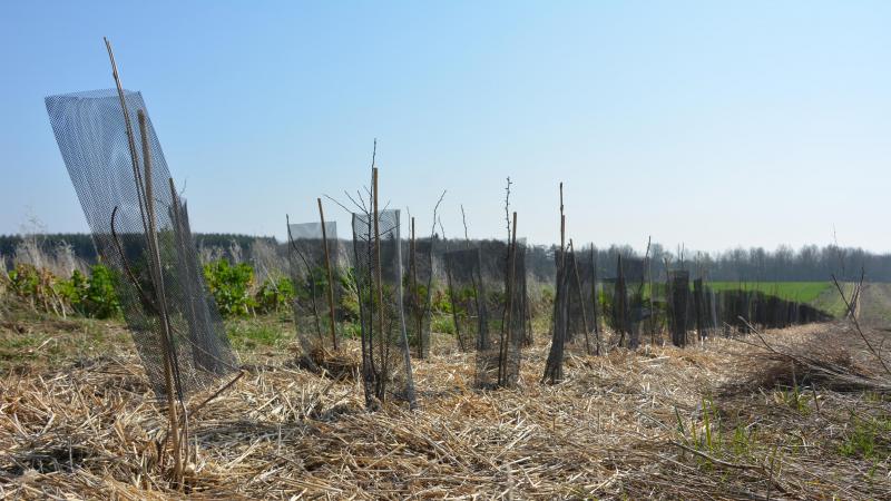 L’ensemble des nouvelles dispositions concerne la nouvelle saison de plantation,  qui débutera à l’automne prochain.