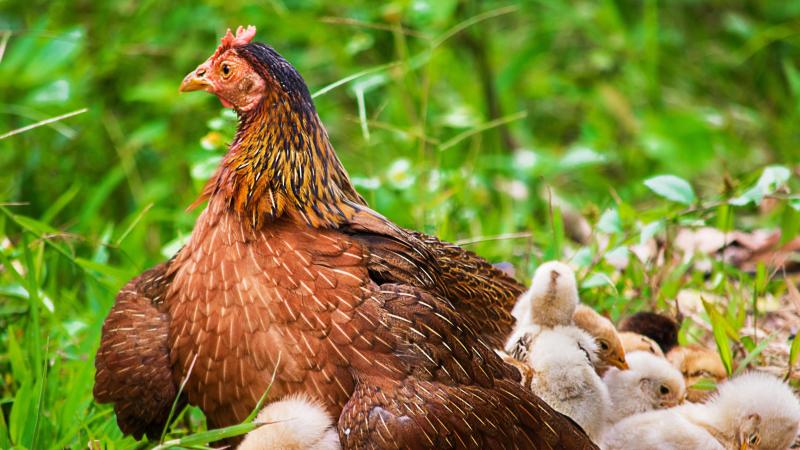 Dans notre pays, le dernier foyer de grippe aviaire chez les volailles date du 29 décembre 2023.