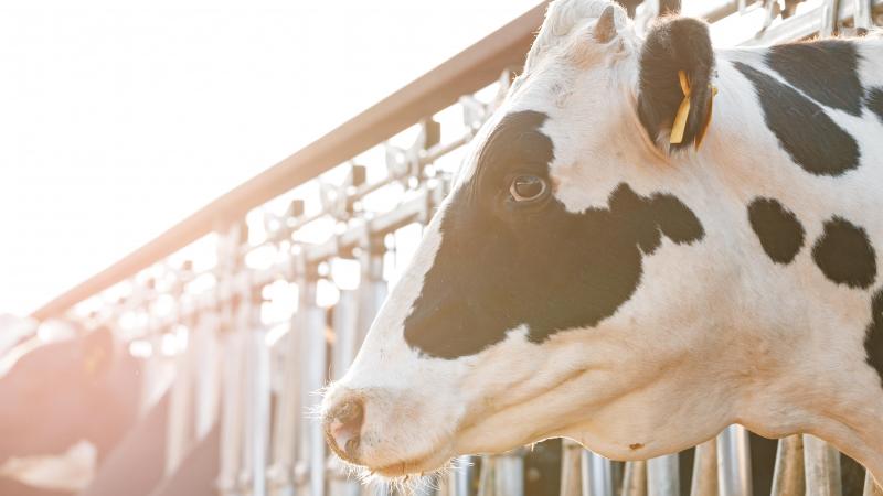 Les agriculteurs des États membres peuvent épandre des effluents d’élevage contenant un maximum de 170 kg d’azote par hectare, ceux des Pays-Bas jusqu’à 250 kilos. Cette dérogation expirera cependant fin 2026.