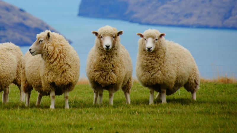 Le texte prévoit notamment l’ouverture par l’UE de contingents tarifaires  d’importation de 38.000 t de  viande ovine à droit nul.