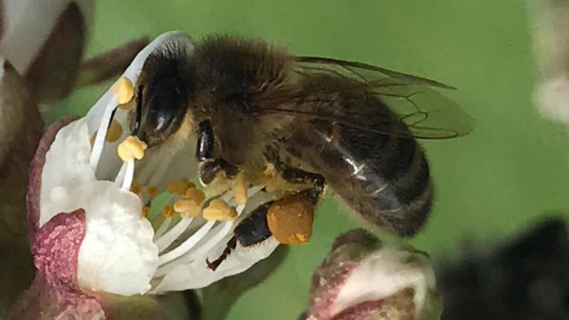 De 2024 et 2027, une série d’actions sera menée  pour multiplier les colonies d’abeilles noires  sur le territoire du Gal.