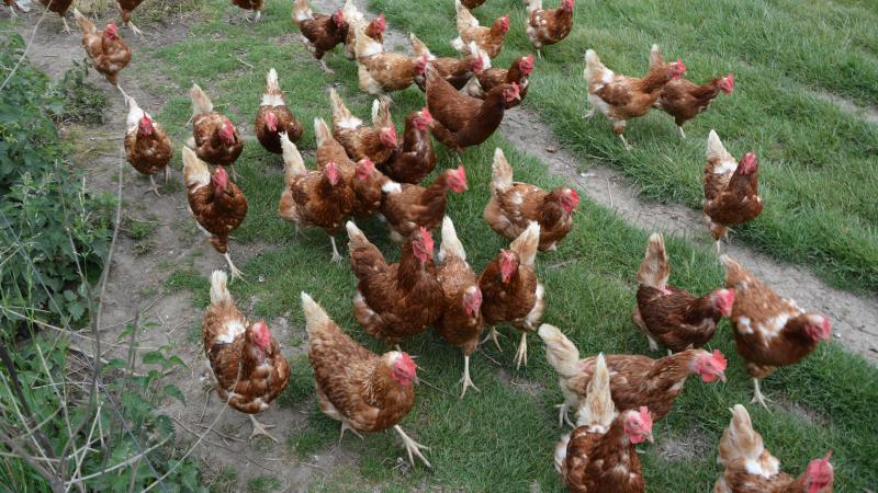 Les « cotisations différenciées »  pour les volailles de chair et les poules  pondeuses ne sont plus facultatives  mais deviennent obligatoires pour tout exploitant détenant de telles volailles