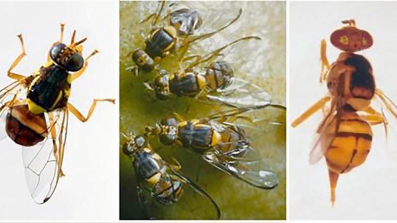 Au stade adulte, la mouche orientale des fruits mesure entre 0,8 et 1 cm et est  reconnaissables aux deux bandes jaunes sur le bord du thorax (à gauche), au bord  noir sur les ailes (au centre) et au motif en forme de T sur l’abdomen (à droite).